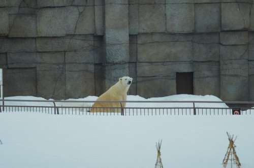 ちょっとクマ多目で