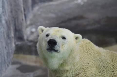 ちょっと緑なキロルの午後