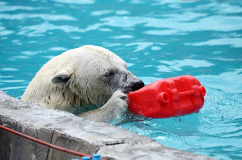 クマそれぞれ