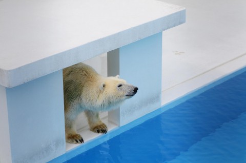 ちょっぴりミドリクマなマルル