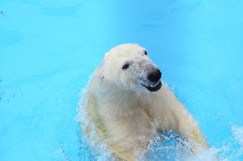 ちょっぴりミドリクマなマルルの午後