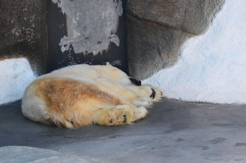 平川のクマーズ