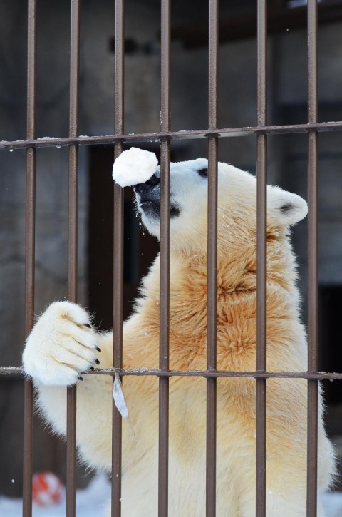 ホッキョクグマには雪