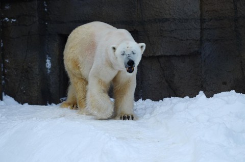 3クマそれぞれ