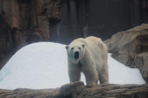 王子動物園