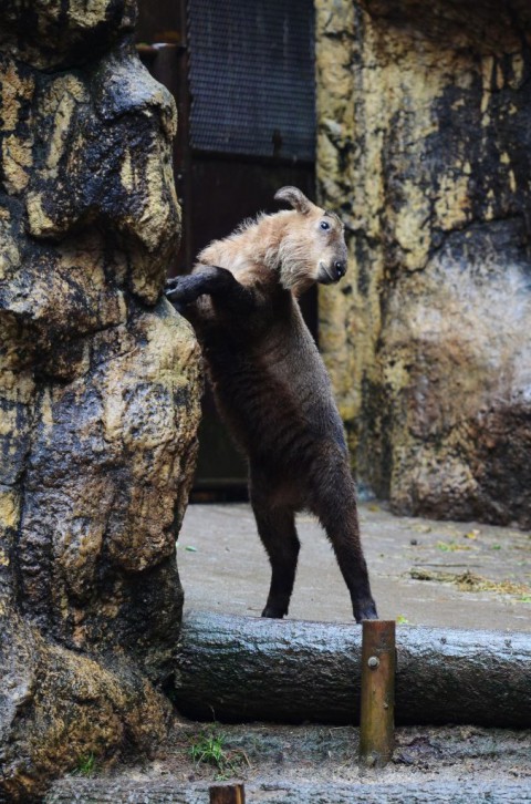 初めての多摩動物公園