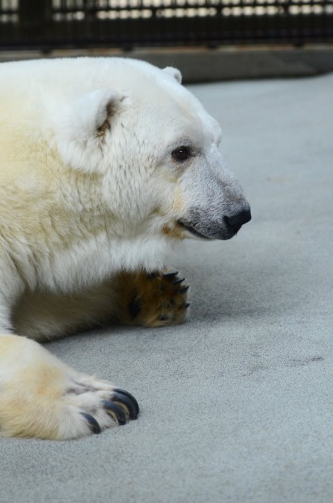 とべ動物園 20161013