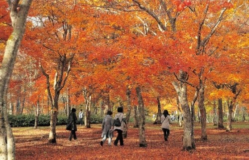 「福原山荘」今年も一般公開されます