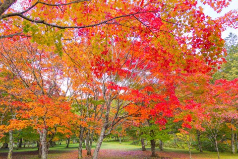 紅葉の名所「福原山荘」一般公開 2019