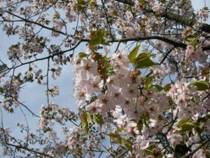 桜を見に行きました