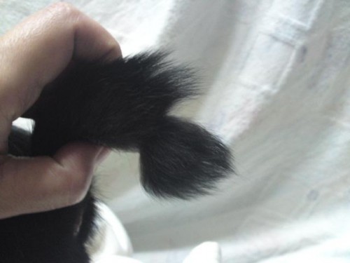 子猫ちゃん…3