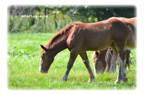 十勝牧場のお馬さん(^^♪