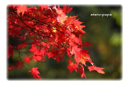 秋色とか紅葉とか足湯とか(^^♪