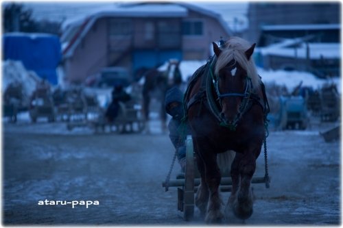 ばんえい競馬場の朝調教