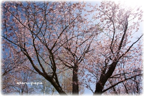 　桜も撮れるんです！僕だって(*^^)v