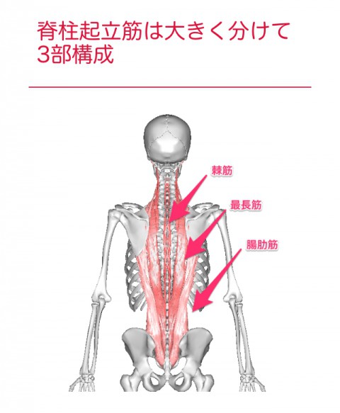 【解剖の復習】今月は腰痛編3部作最終回 3.脊柱起立筋群です。