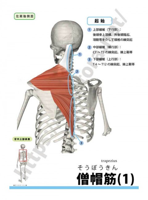 【解剖の復習】今月から『肩こり編』3部作を始めます。第1弾は僧帽筋です。