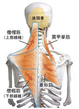 【解剖の復習】肩こり編3部作、第2弾は菱形筋です。