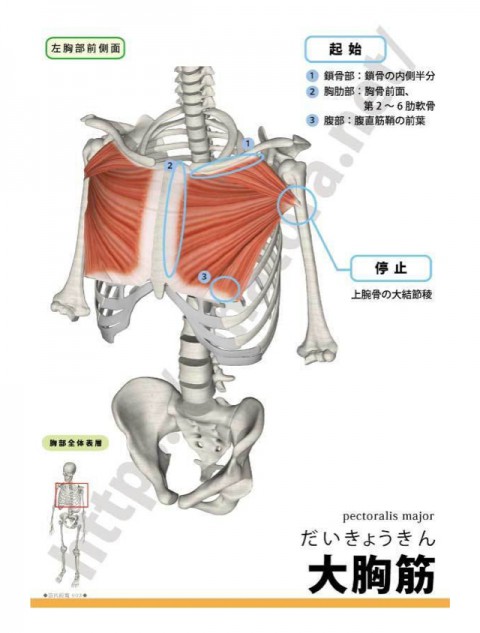 【解剖の復習】肩こり編3部作、最終回の第3弾は大胸筋です。