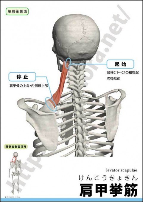 【解剖の復習】くび・あたまの痛み編、第2弾は肩甲挙筋です。