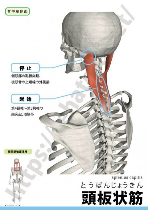 【解剖の復習】くび・あたまの痛み編、最終回第3弾は板状筋です。