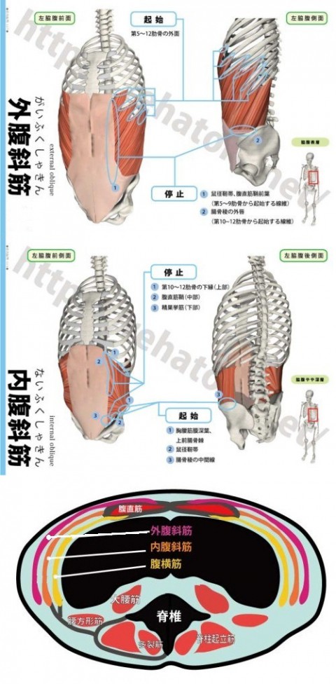 【解剖の復習】おなか編　第1弾は『腹斜筋群』です。