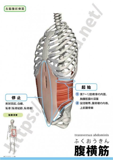 【解剖の復習】 おなか編　第3弾は『腹横筋』です。