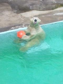 本日のキロル君