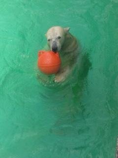 水曜どうでしょう～キロルバージョン