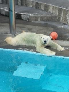 本日のキロル君