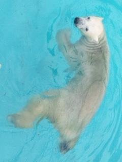 昨日のキロル君
