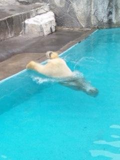 本日のキロル君