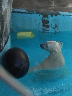 キロル君のまったりお正月