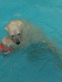 本日のキロル君