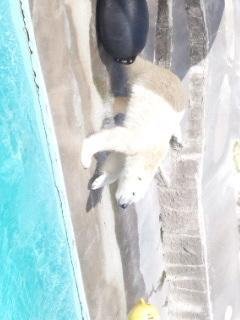 本日のキロル君
