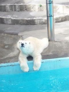 本日のキロル君