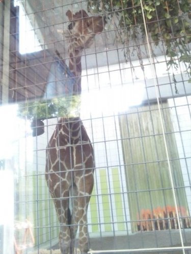 昨日の浜名湖花博と動物園