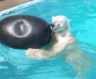 本日のキロル君
