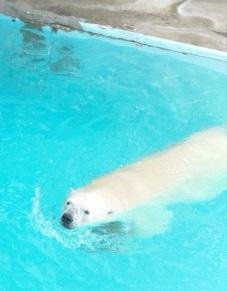 キロル君の先輩紹介