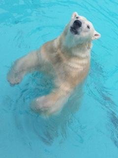 本日のキロル君