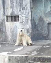 本日のキロル君