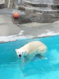 本日のキロル君
