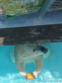 キロル君のかくれんぼ