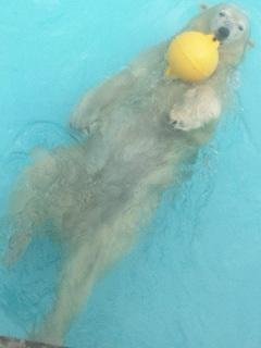 本日のキロル君