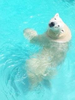 リアルタイムキロル