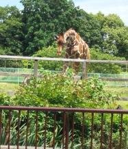 ７月11日のキロル君