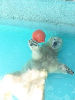 本日のキロル君