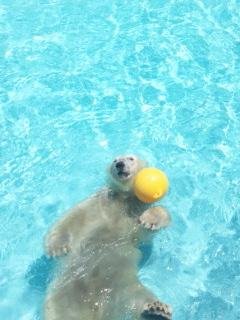 昨日のキロル君