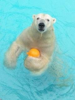リアルタイムキロル
