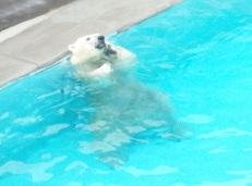 キロル君の